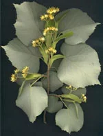 farmasconti1-2128490
